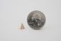 Cone spike screwback size 7brass scale